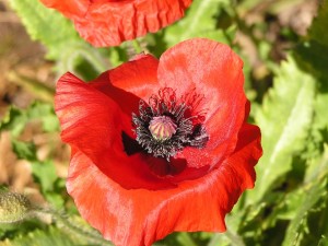 Flanders poppy