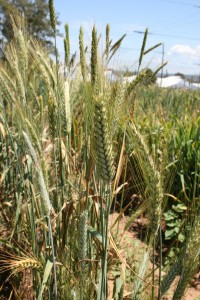 Different type of wheat