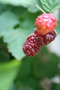 Logan Berries Closer