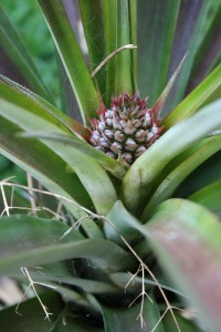 Young pineapple fruit