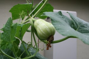 Butternut pumpkin