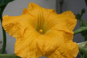 Butternut pumpkin flower close