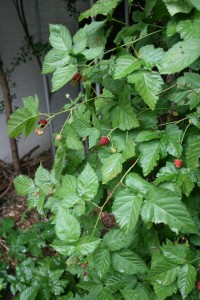 Logan Berries on vine