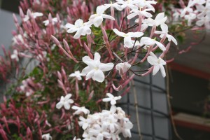 Jasmine up close