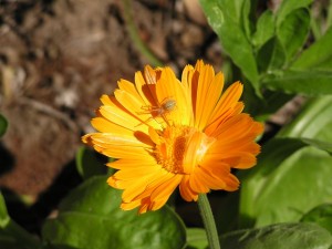 flower and spider