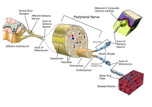 Figure 10 Mixed Peripheral Nerve