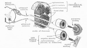 Old Nerve Diagram